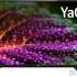 50&amp;quot; Телевизор  BBK 50LEX-8264/UTS2C (B) AOSP 11 (Yandex TV)