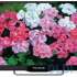 Телевизор Polarline 24PL51TC-SM 24&quot; LED HD Ready