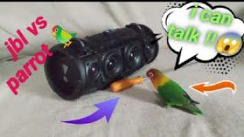 PARROT vs SCREWDRIVER and JBL XTREME 3 !! BEST PARROT VIDEO YET???