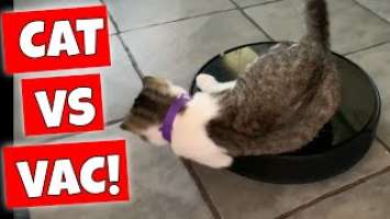 CAT VS ROBO VAC Cat Plays Bucking Broncho On Dreame D9 MAX