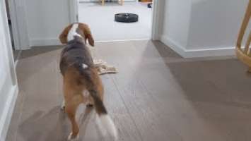 Review #RoboRock S6 MaxV - beagle puppy reacting to robot vacuum machine!