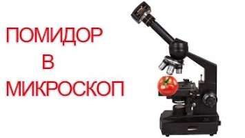 Помидор под микроскопом! LEVENHUK 320