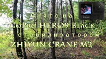 [4K] GoPro HERO9 Black и ZHIYUN CRANE M2 Прогулка по лесу